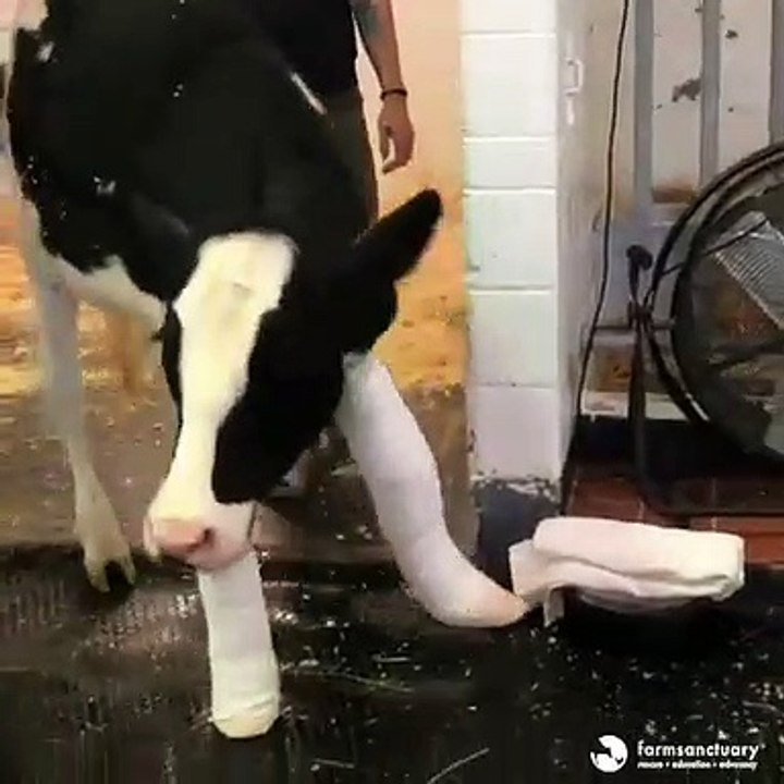 Cette vache est née incapable de marcher, mais après des mois de chirurgies. Admirez le miracle !