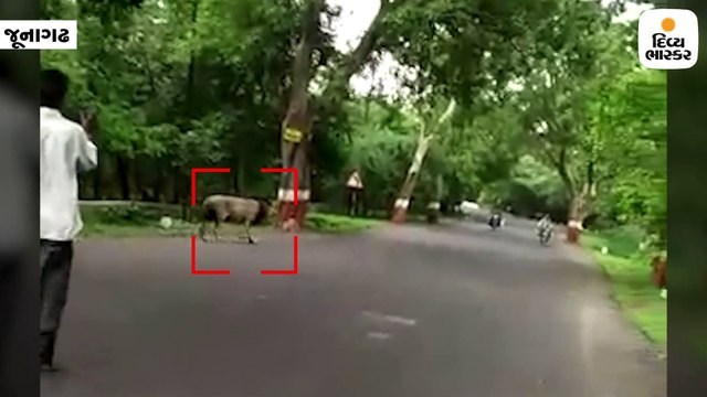 વનરાજી વચ્ચે વનરાજનાં વિચરણનો વિડીયો વાયરલ