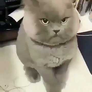 Quand ton chaton boude parce qu'il a faim, voici ce que ça donne !