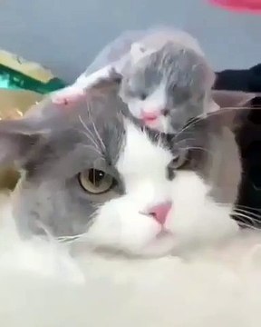 Cette chatte porte son bébé partout. Trop cute !