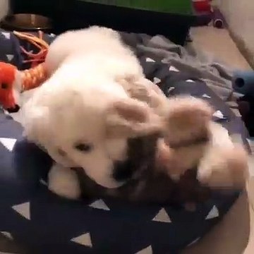 Ce golden adore jouer avec cette peluche. Trop chou !