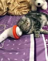 Cette chatte est accroc à un vibrateur. Hilarant !