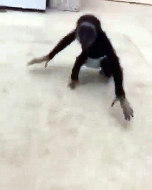 Admirez comment ce bébé singe acceuille son papa quand il rentre ! Mignon !