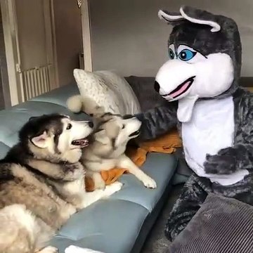 A mourir de rire ! Attendez de voir la réaction de ses chiens face au déguisement de leur maître !