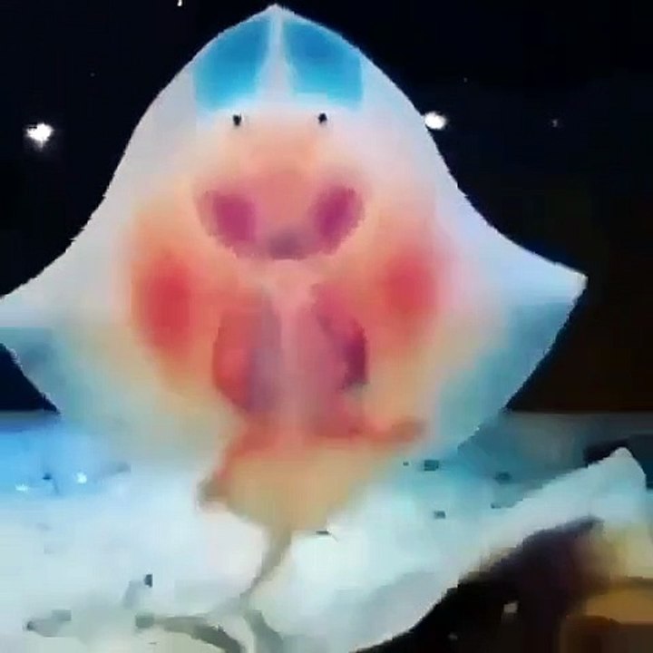 Comme ils sont mignons ces bébé raies ! Observez leurs petites jambes de bébé !