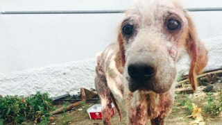 Unbelievable Transformation: Honeymooning Couple in Greece Rescue Dog Eaten Alive by Parasites