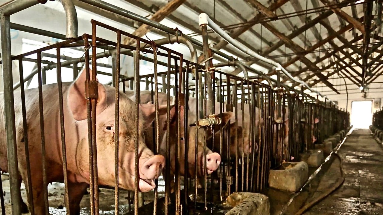The Ugly Truth About Meat Production - Farm to Fridge