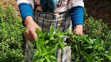 أكلة مغربية الرفيسة بطريقة لالة حادة