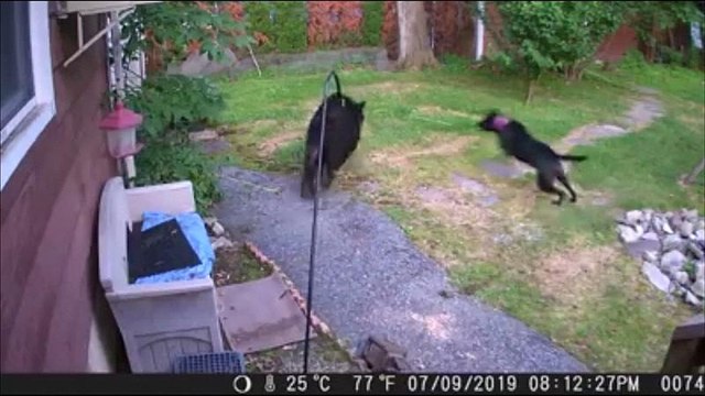 Отважный пес Райли