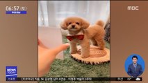 [투데이 영상] '사진 속 포즈와 똑같죠?'…영리한 강아지