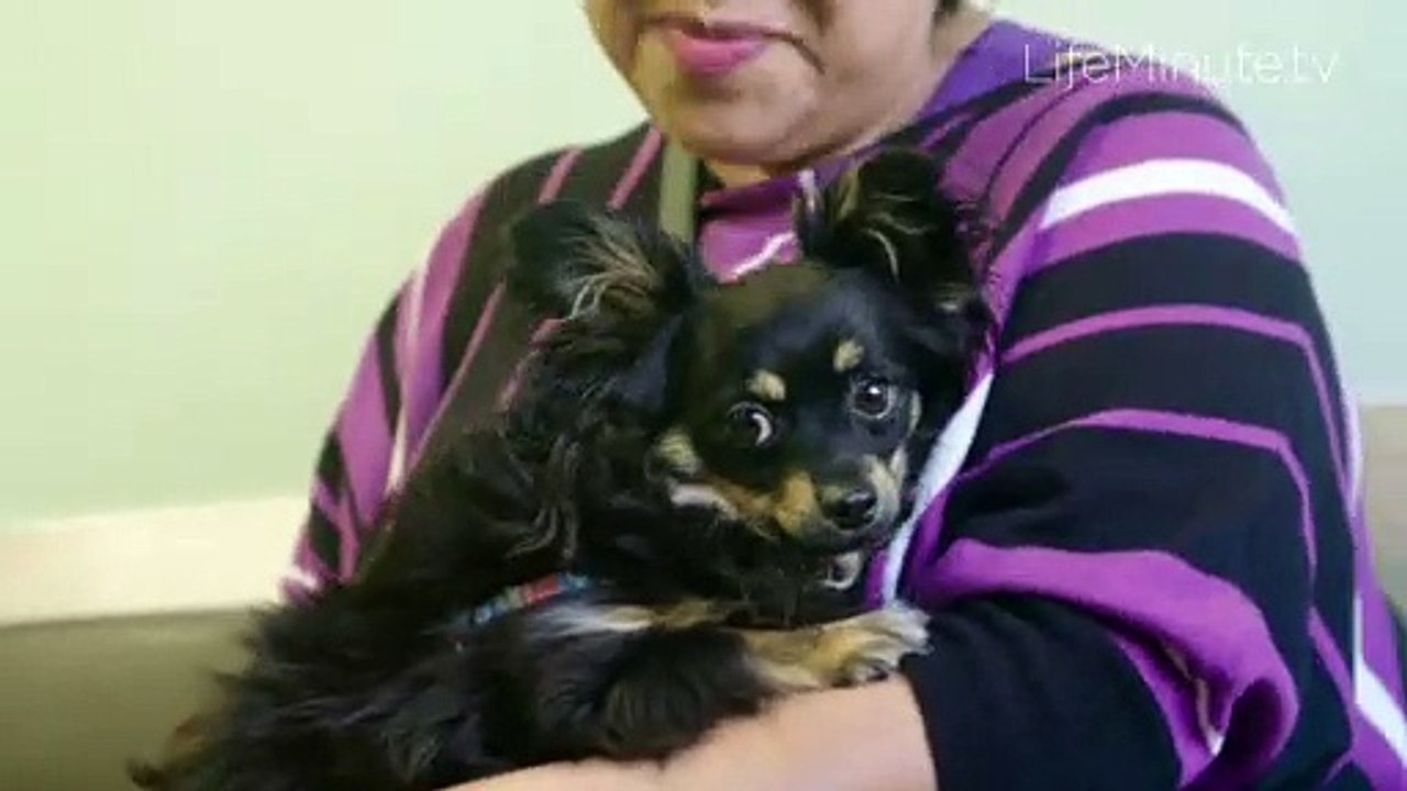 Pet Safety Tips