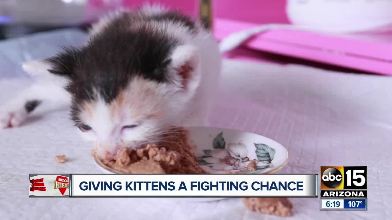 Nick's Heroes: Simone Kelham's exceptional love for savings cats