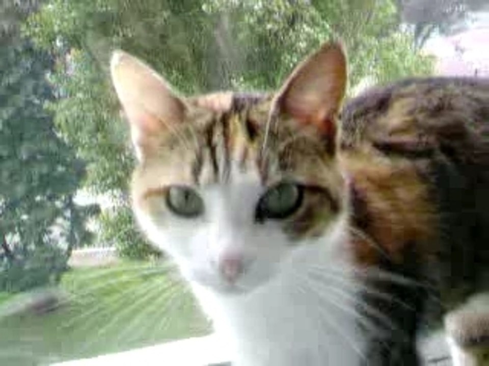 sissi reine des chats