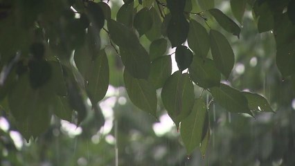 [날씨] 무더위 속 불쾌지수↑...내일 오후 소나기 / YTN