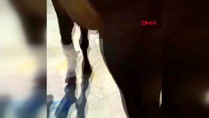 İZMİR Mardin'deki kazada ön bacağı parçalanan atın bakımı İzmir'de yapılıyor