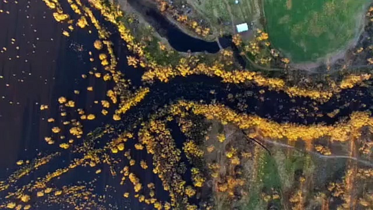 Scarred Trees Documentary: The Lake of Scars