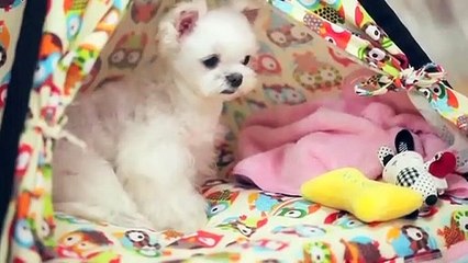 사상구출장안마 -후불100%ョØ1ØS2671S8135｛카톡AQ52｝ 사상구전지역출장안마 사상구오피걸 사상구출장마사지 사상구안마 사상구출장마사지 사상구콜걸샵ωÆÐ