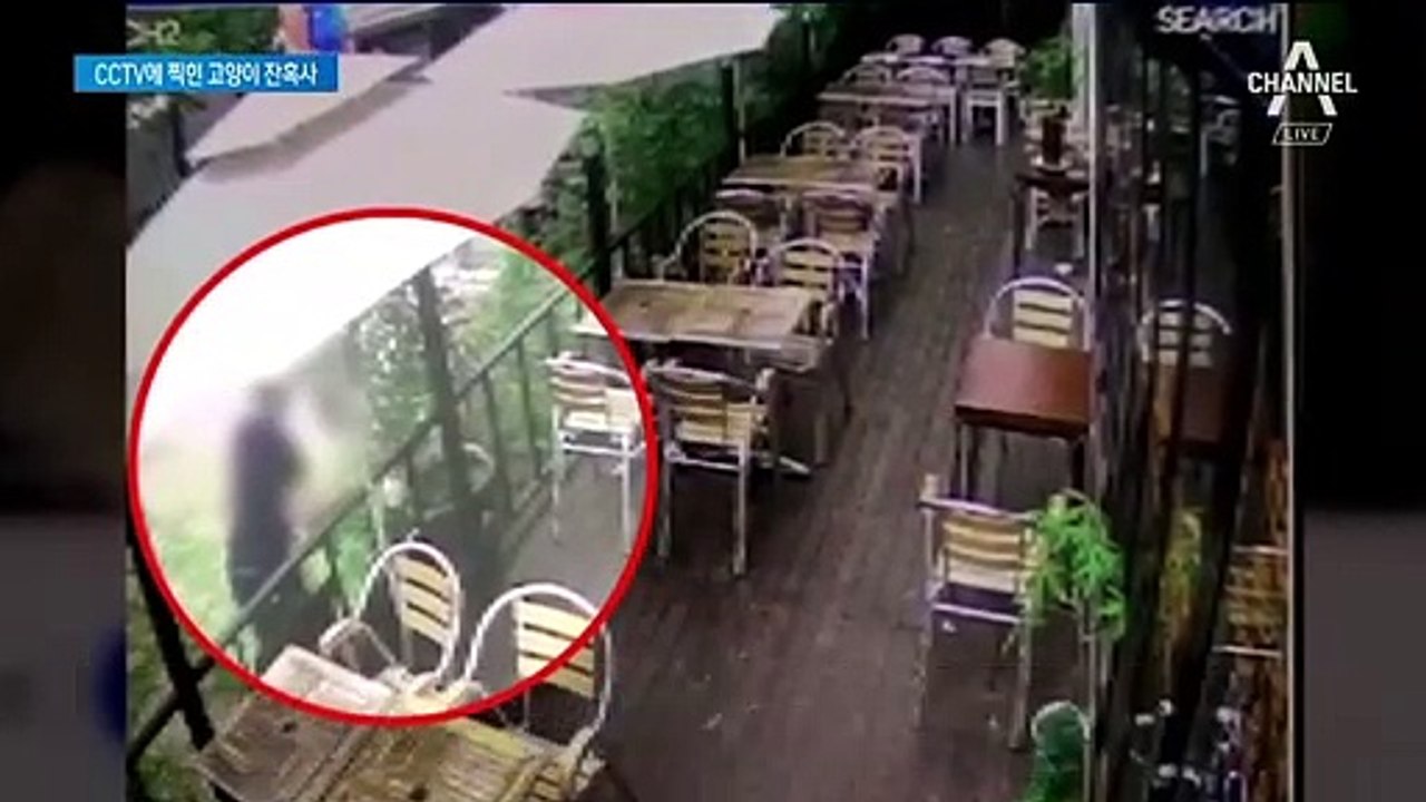 고양이 패대기치고 잔혹 살해…CCTV 속 남성 추적 중