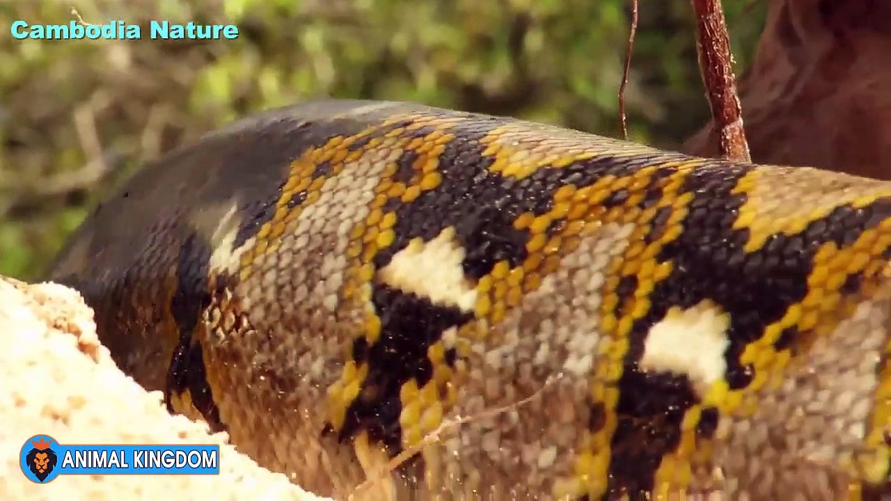 Anaconda Vs Pig