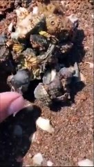 Interesting Sea Creatures !!