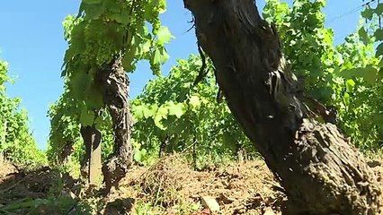 Le village de Chardonnay veut sortir de l'ombre de son cépage