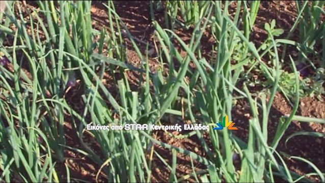 Ελπίδα μόνο οι αποζημιώσεις για τους αγρότες σε Λουτουφί και Νεοχωράκι στη Θήβα