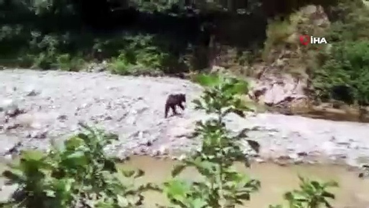 Dere kenarına inen ayının bu kez cansız bedeni bulundu