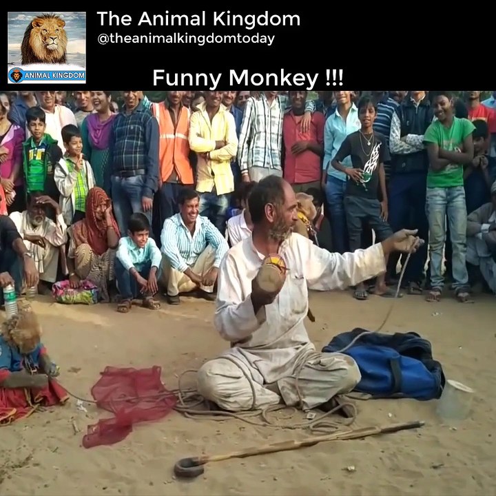 Naught Monkey