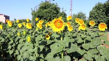 Yağışlar ayçiçeği üreticisini sevindirdi