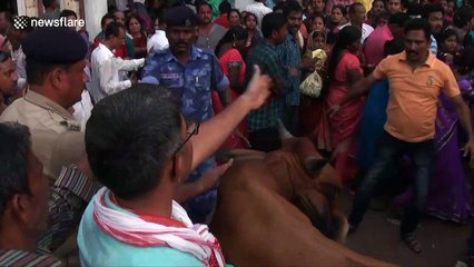 Stubborn bull wanders into crowd during Indian religious festival