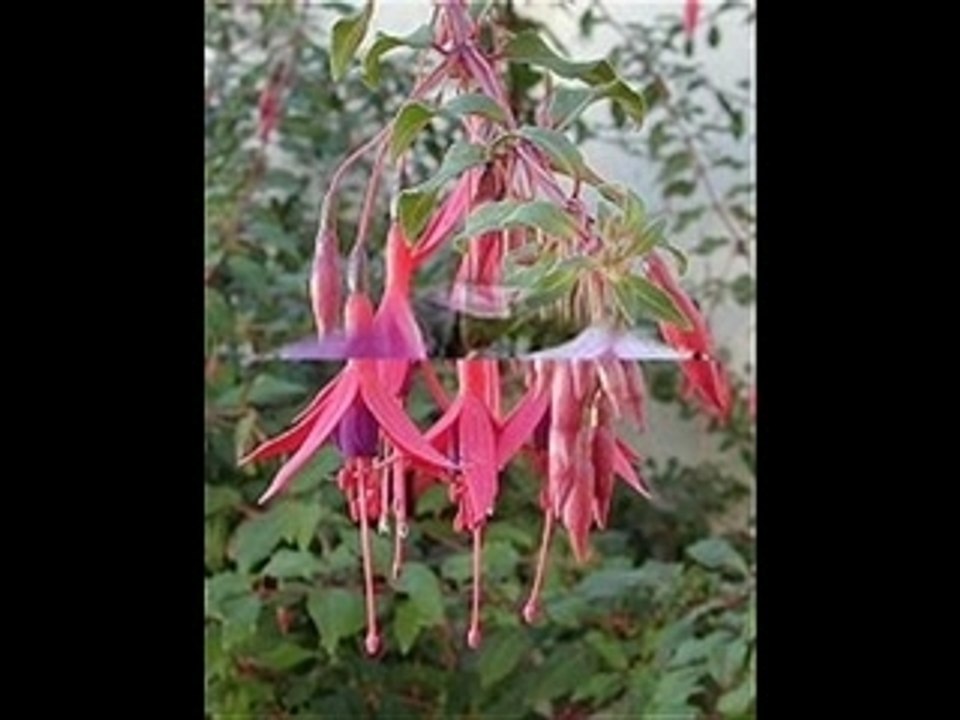 Mes Fuschias