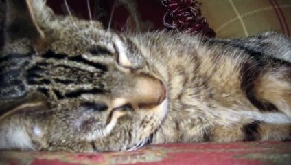 합천출장안마 -후불100%ョØ7ØA7575A0069｛카톡CC6969｝ 합천전지역출장안마 합천오피걸 합천출장마사지 합천안마 합천출장마사지 합천콜걸샵ぇえぉ