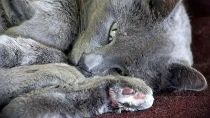 완도출장안마 -후불100%ョØ1ØE7362E3210｛카톡VR91｝ 완도전지역출장안마 완도오피걸 완도출장마사지 완도안마 완도출장마사지 완도콜걸샵ъыь