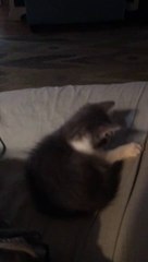 Big Ben the Kitten Trying to Catch His Tail