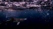 أسماك القرش في البحر الأبيض المتوسط معرضة لخطر 