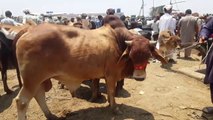 80 se LAKH walay Janwar ka bhe ITNA Rate to Bakra Eid 2019 Per Kiya Ho GA-