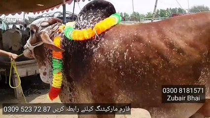 Bakra Mandi Pakistan ma Karmawala Cattle Farm k Cholistani Brahman aur Sahiwali Bachre