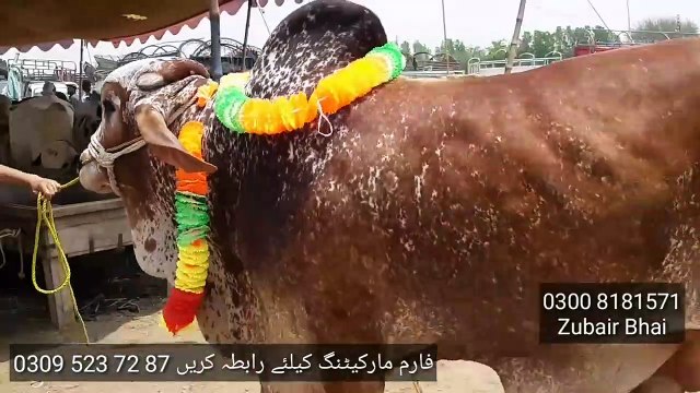 Bakra Mandi Pakistan ma Karmawala Cattle Farm k Cholistani Brahman aur Sahiwali Bachre