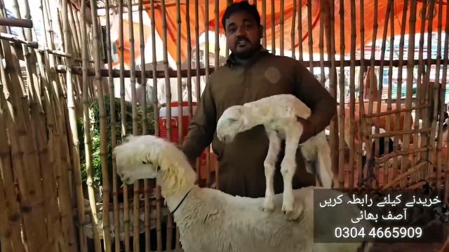Bakra Mandi Pakistan men Mundra Chatra lo to Asif Bhai se - Mix Rajanpuri Bakra bhe Available