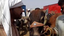 BIYOPARI ITNE HEAVY JANWARO KA KIYA MULL LAGA RAHY HEN - BAKRA MANDI PAKISTAN