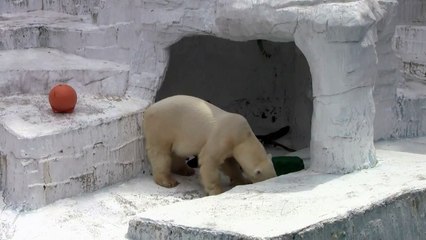 #2-3 June 2019 at Tennoji zoo, Osaka, Japan