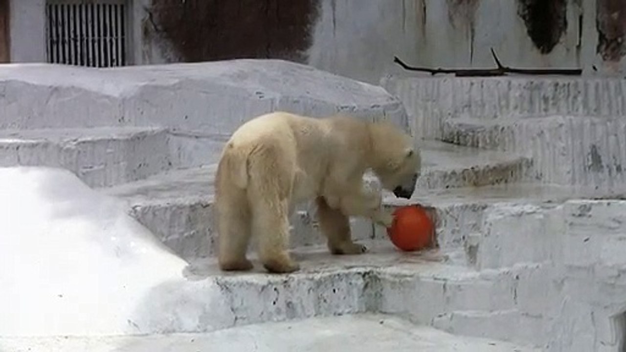 ホッキョクグマパート3