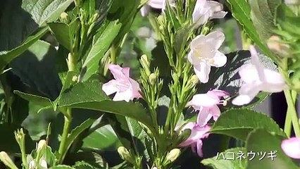 He is a big shot　これぞ大物の風格　ホッキョクグマ デナリ P1