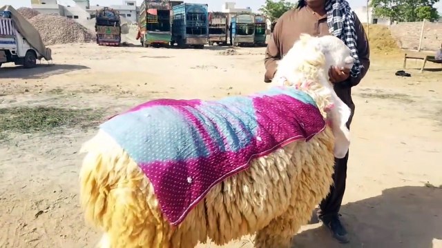 DIL to Aa gaya LAYKIN - KAJLA CHATRA - Bakra Eid 2019 per Yeh Kitne ka Ho ga -