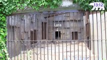 Polar Bears in pool デナリの草滑りとララのニンジンドリル