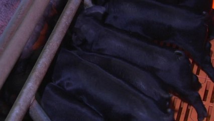 성장 빠르고 맛 좋은 제주 흑돼지 신품종 인기 / YTN