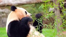 パンダが美味しそうに笹を食べるだけの動画　Panda eats salmon