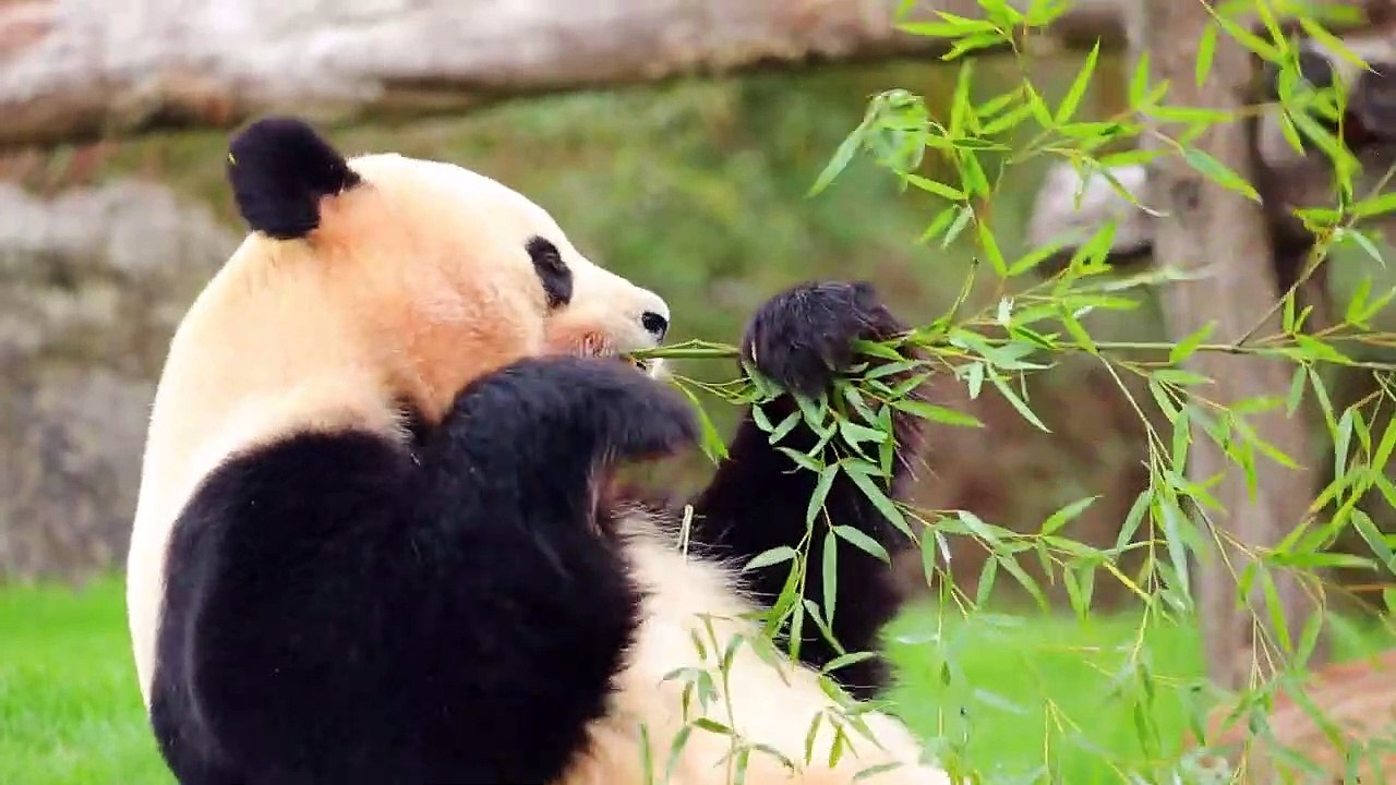 パンダが美味しそうに笹を食べるだけの動画　Panda eats salmon