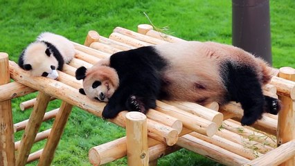 パンダ親子のお昼寝　Sleeping Panda