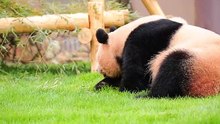 じゃれ合う親子パンダ　白浜アドベンチャーワールド